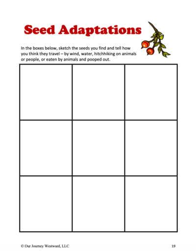 picture of seed adaptation nature journal page
